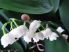 snail on lily of the valley