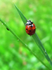 Ladybug