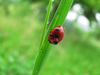 Ladybug