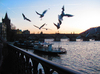 Charles bridge with upset gull