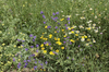 Wild flowers