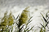 Grass against the Sky