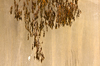 Dead Leaf Wall