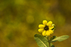 Daisy Alone
