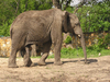 Elephants