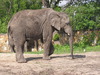 Elephants