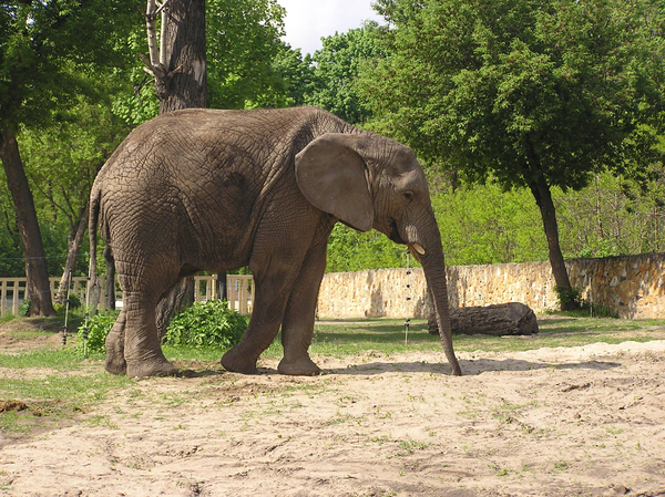 Elephants