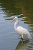 Dominican Herons
