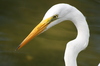 Dominican Herons