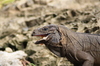 Iguanas