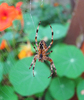 spider