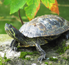 terrapin