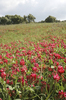 Red clover