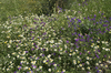 Wild Spanish flowers