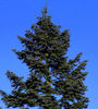 Spruce