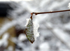 Winter Morning