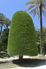Clipped tree