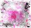 Spring Rose 2