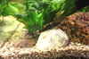 Fish tank