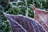 Frosty leaves 2