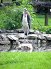 Marabou Stork