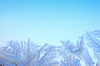Ice flower on window