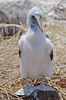 Blue-Footed Booby