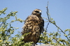 Galapagos Hawk