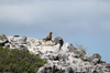 Sea lioness