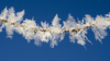 Winter chain