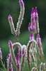 Pink Flower