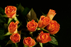 red roses