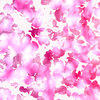 Falling Petals 1