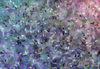 Dancing Colours 2