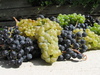 Grapes