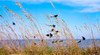 Birds on the stalk
