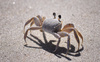 The Common Sand Crab