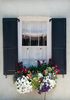 Shuttered Windows