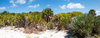 Tropical Scrub