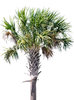 Palm Tree