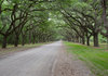 Plantation Avenue