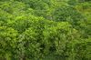 Tree tops