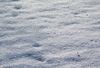 New life in sparkling snow