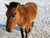 horse on snow