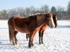 horses in winter