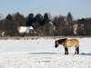 horse in winter