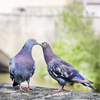 Kissing pigeons