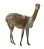 Vicuña