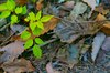Leaves