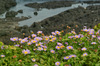 Jeju island coast rock in KORE